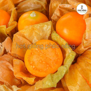 Hạt giống cây Thù Lù - 50 Hạt