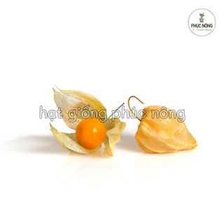 Hạt giống cây Thù Lù - 50 Hạt