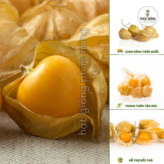 Hạt giống cây Thù Lù - 50 Hạt