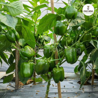 40 hạt - (Hỏa tốc) Hạt giống Cây Ớt Chuông