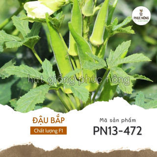 Hạt giống cây đậu bắp - 350 hạt