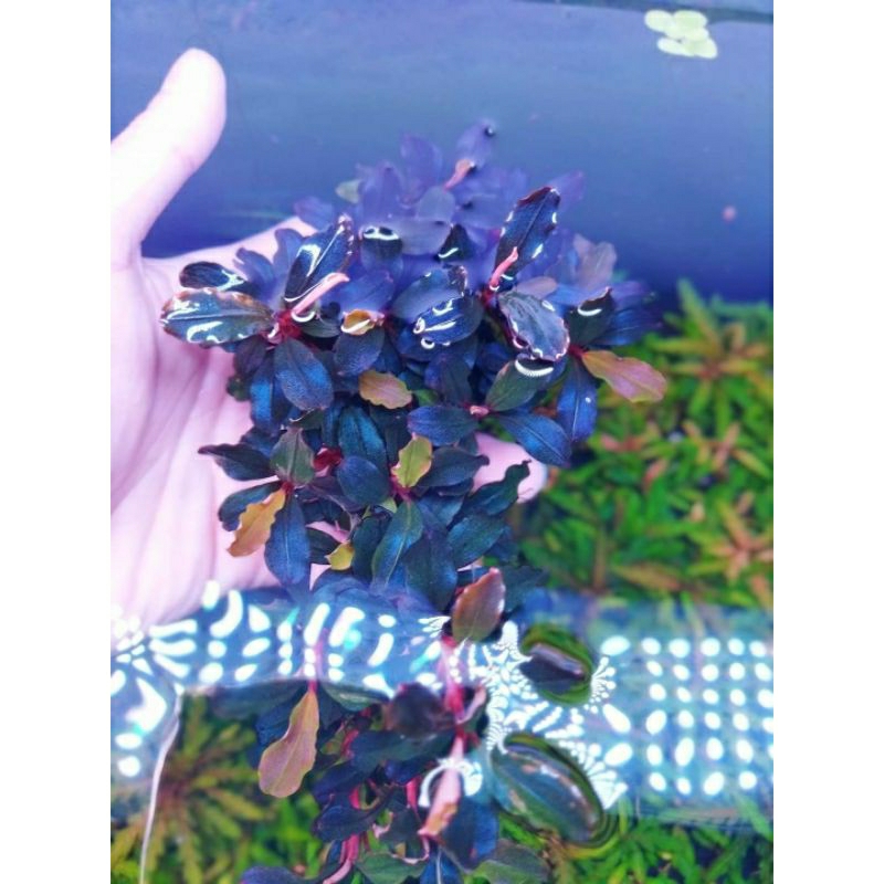 Cây Bucep thủy sinh