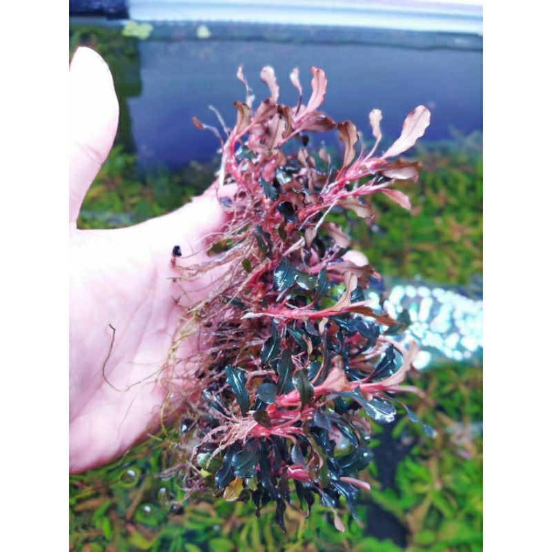 Cây Bucep thủy sinh