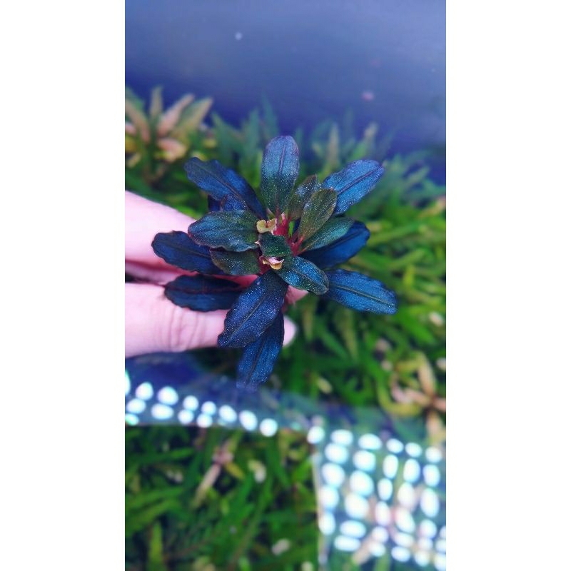 Cây Bucep thủy sinh