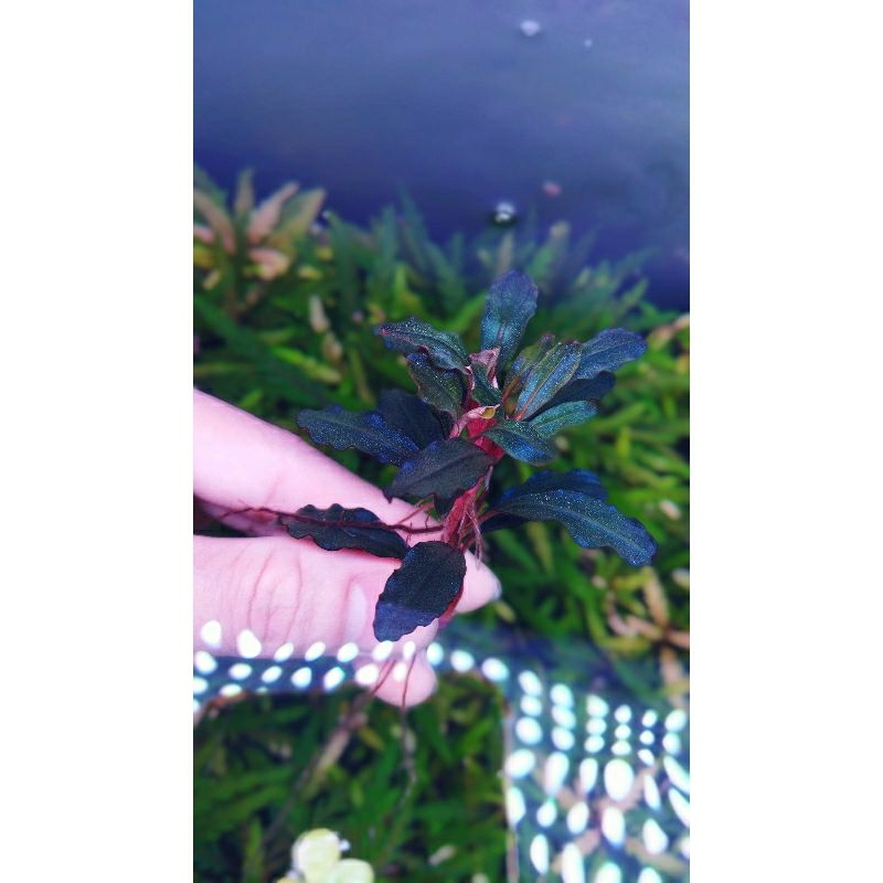 Cây Bucep thủy sinh