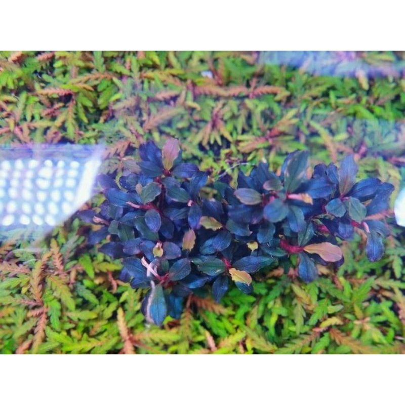 Cây Bucep thủy sinh