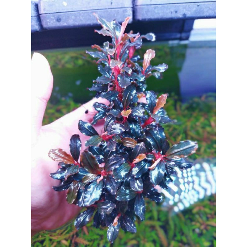 Cây Bucep thủy sinh