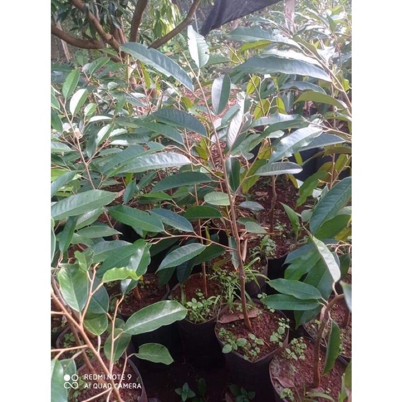 Cây giống sầu riêng mini