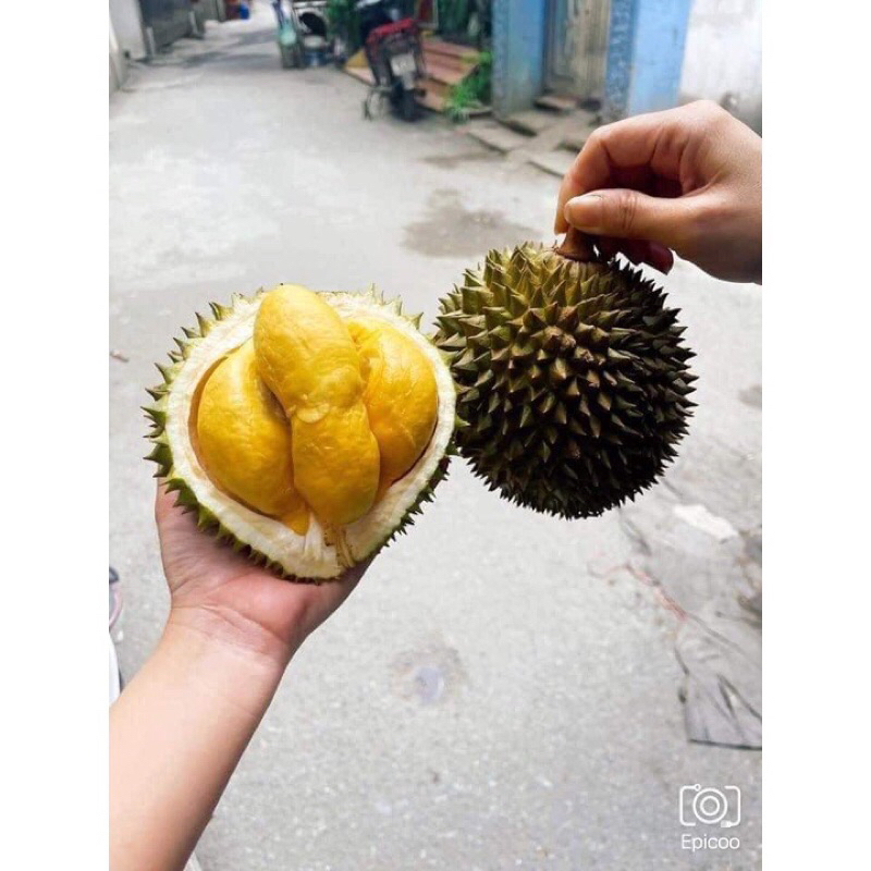 Cây giống sầu riêng mini