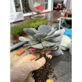 Sen đá  echeveria marble variegated