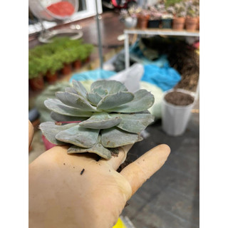 Sen đá  echeveria marble variegated