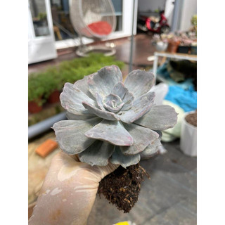Sen đá  echeveria marble variegated