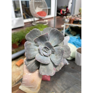 Sen đá  echeveria marble variegated
