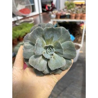 Sen đá echeveria marble variegated