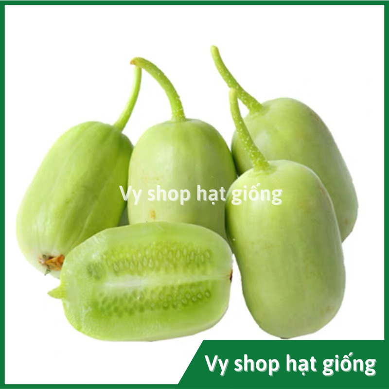 Hạt giống dưa chuột Ngọc Nữ  tự thụ phấn nguyên gói khoảng 8-10 hạt