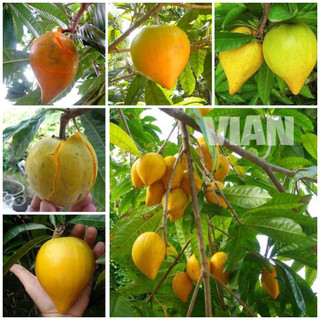 Cây giống lekima cây cao đẹp