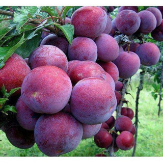Cây giống mận hậu siêu quả