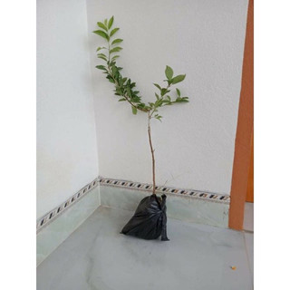 cây giống mận hậu siêu quả(1bầu cây cao 30cm trở lên )