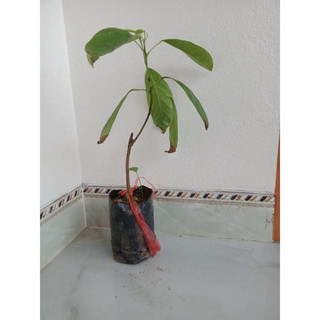 cây giống bòn bon thái(1bầu cây)