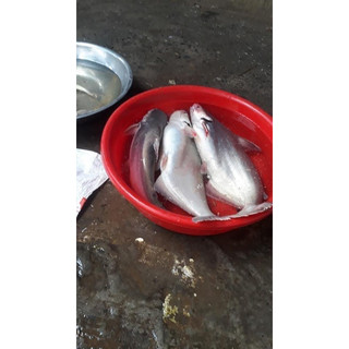 Mồi câu cá lăng, cá da trơn siêu nhạy