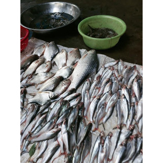 Mồi câu cá lăng, cá da trơn siêu nhạy
