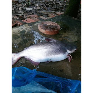 Mồi câu cá lăng, cá da trơn siêu nhạy