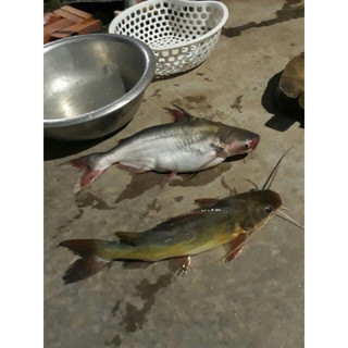 Mồi câu cá lăng, cá da trơn siêu nhạy