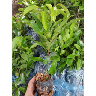 cây giống thị(1bầu cây)