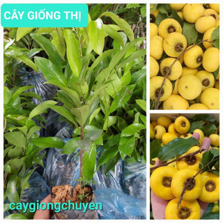 cây giống thị(1bầu cây)