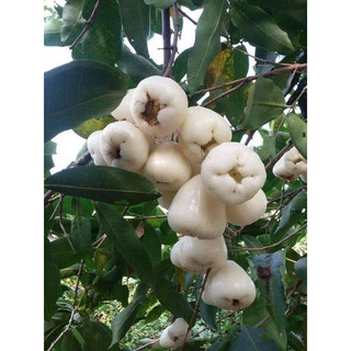 Cây Mận Trắng Sữa (siêu sớm) cây ghép