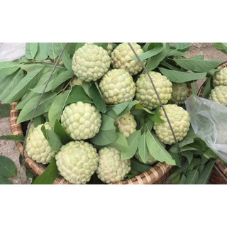 Cây giống Na dai siêu quả