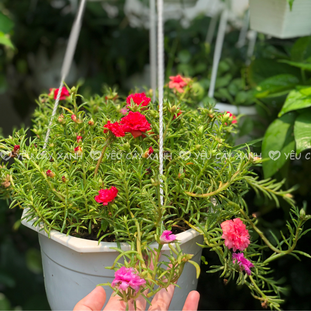 Chậu Treo Cây Hoa Mười Giờ thái mix nhiều màu