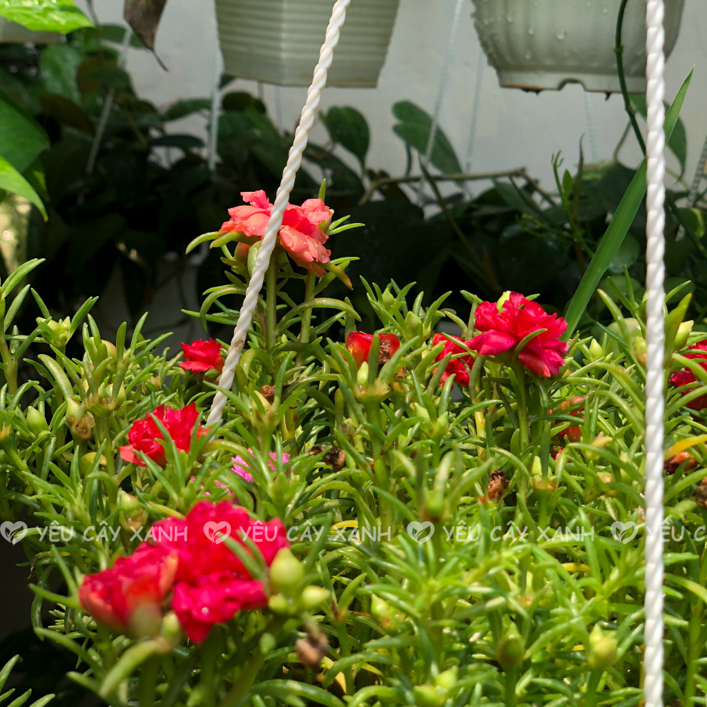 Chậu Treo Cây Hoa Mười Giờ thái mix nhiều màu