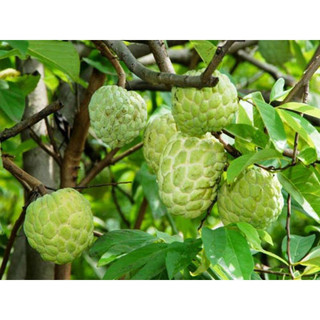 Cây giống Na dai siêu quả (1bầu cây)
