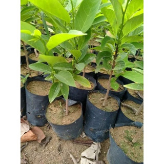 Cây giống Na dai siêu quả (1bầu cây)
