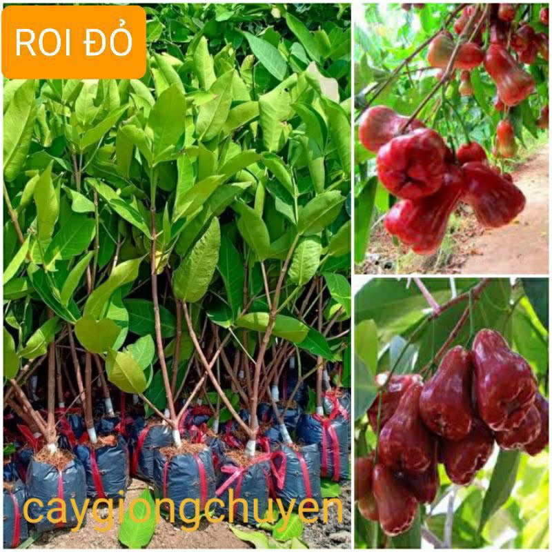 Cây Roi đỏ siêu quả