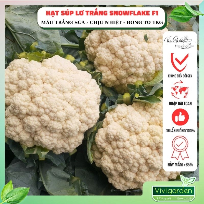Gói 1gr (~200 hạt) súp lơ trắng chịu nhiệt Snowflake F1 Đài Loan bông to đẹp, màu trắng sữa
