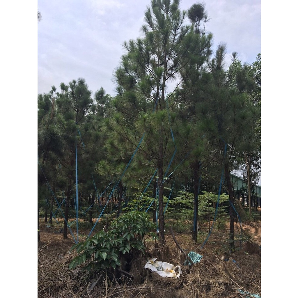 CÂY GIỐNG THÔNG CARIBE