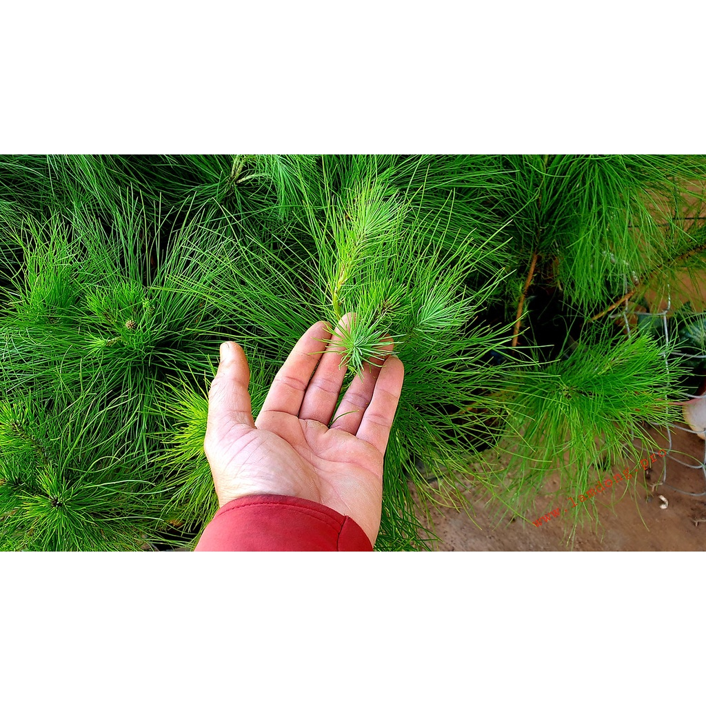 CÂY GIỐNG THÔNG CARIBE