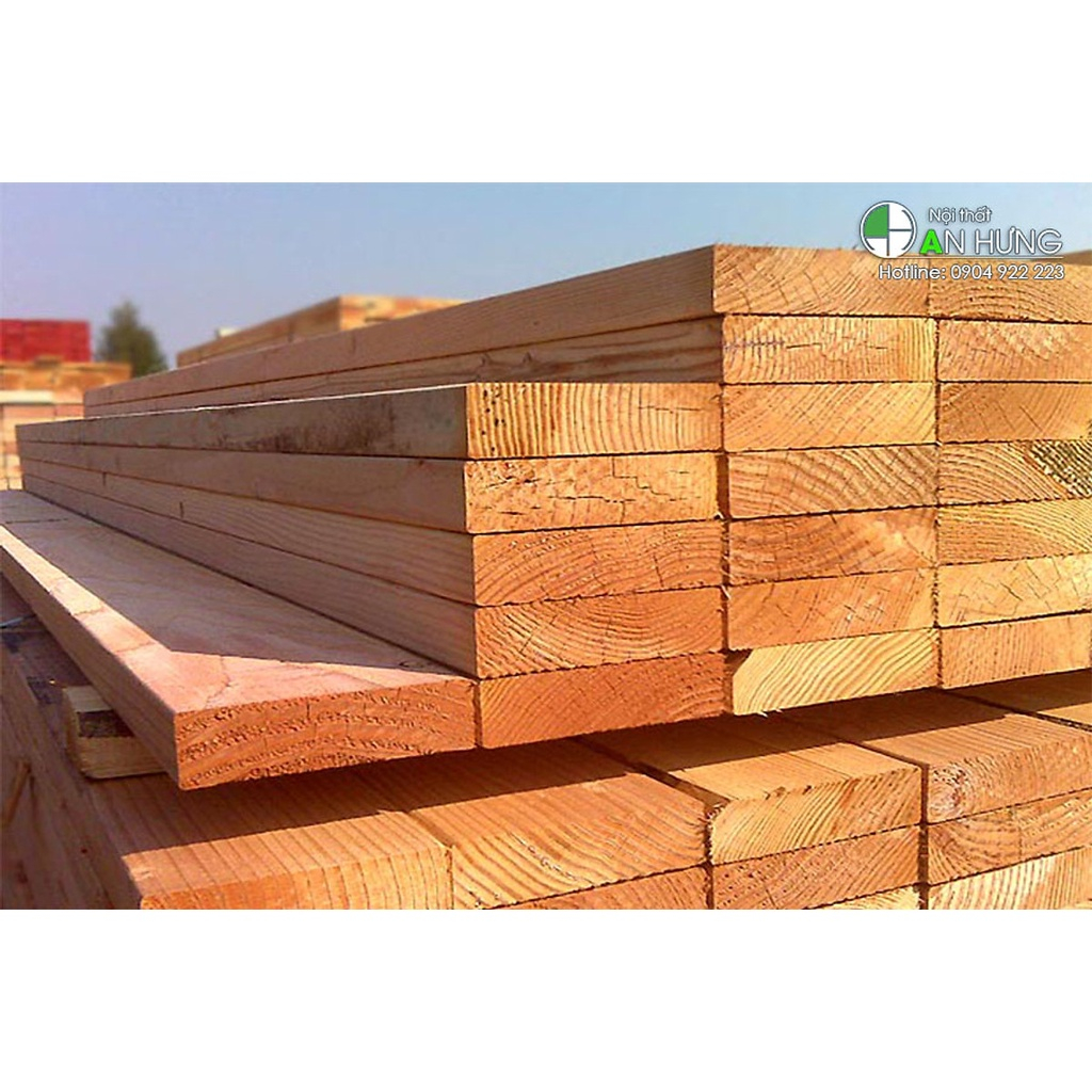 CÂY GIỐNG THÔNG CARIBE