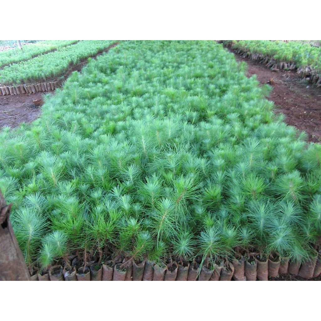 CÂY GIỐNG THÔNG CARIBE