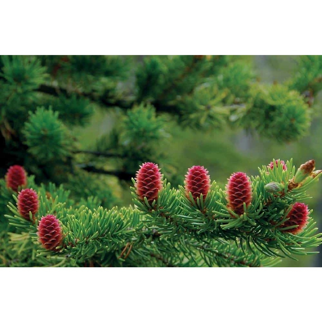 CÂY GIỐNG THÔNG CARIBE