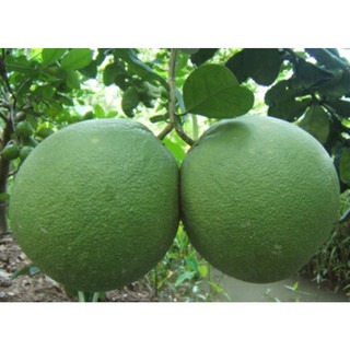 Cây giống bưởi da xanh(1bầu cây)