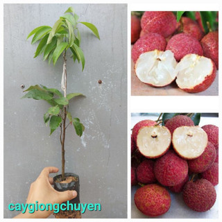Cây giống vải thiều hạt lép