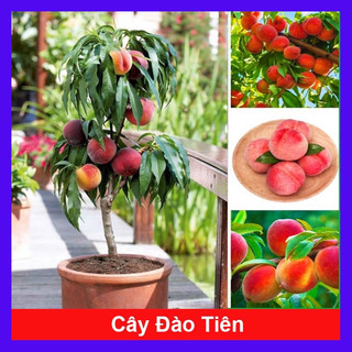 Cây giống đào tiên Nhật bản