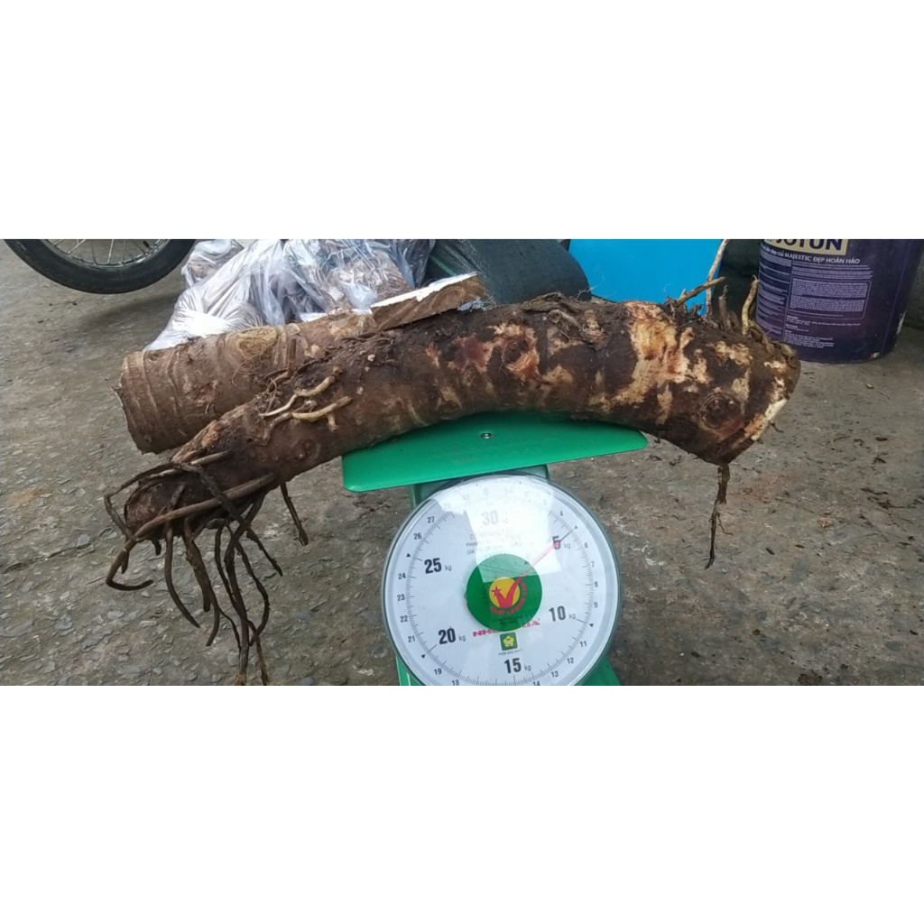 5KG CỦ BẠC HÀ NÚI