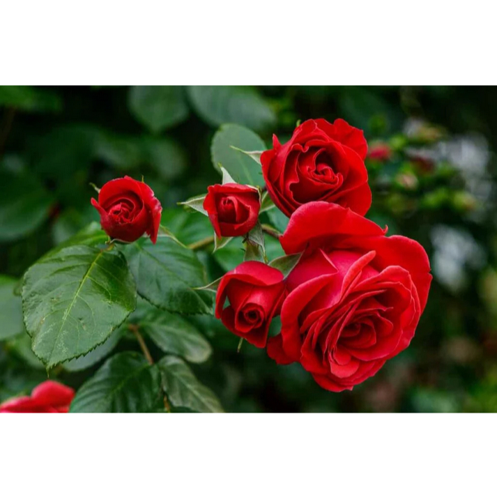 1 KG Phân Bón HOA HỒNG HỮU CƠ ROSE BLOOM tặngdịchtrùn SHIP30PHÚT KHOQ11, 7,9,THỦĐỨC,PHÚNHUẬN
