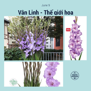 Củ hoa lay ơn nhập khẩu màu tím milka