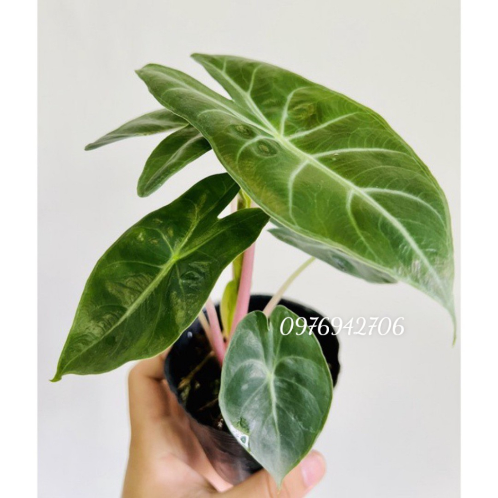 Cây  Rồng Hồng Alocasia Pink Dragon