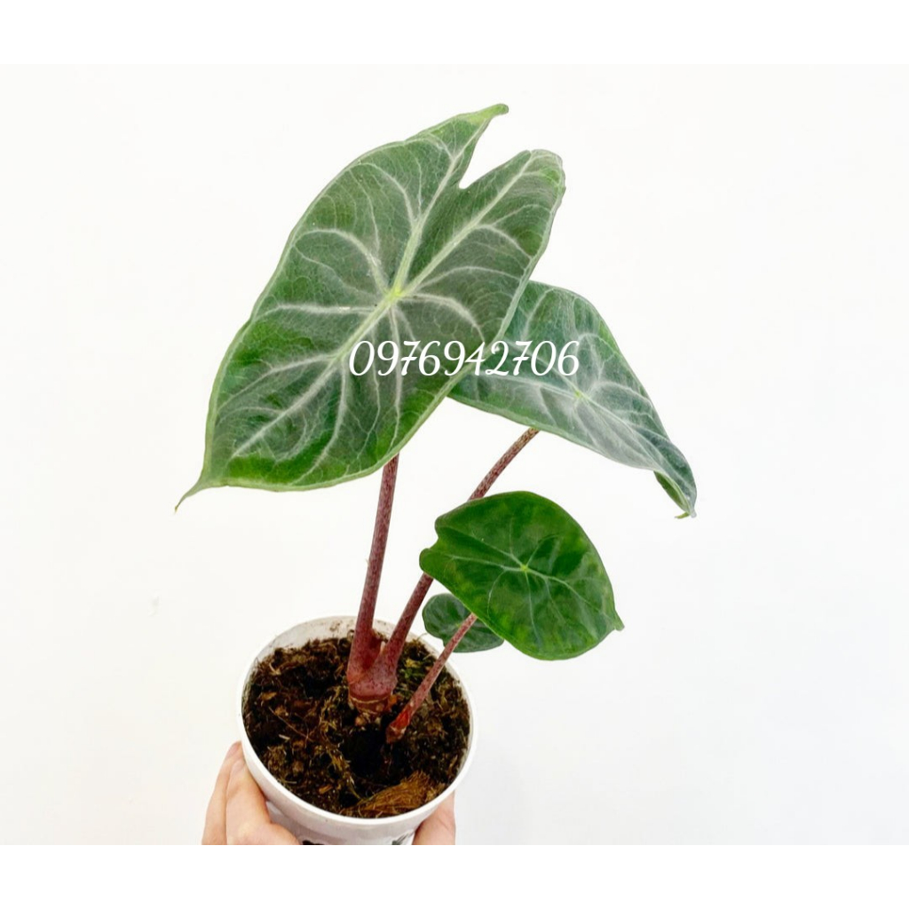 Cây  Rồng Hồng Alocasia Pink Dragon